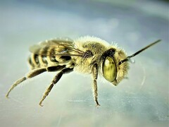 Eutricharaea