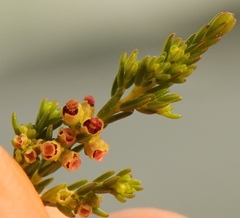 Erica axillaris