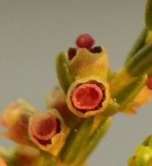 Erica axillaris