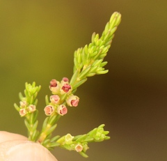 Erica axillaris
