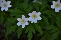 Anemonoides nemorosa