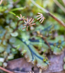 Marchantia polymorpha polymorpha
