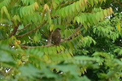 Pycnonotus conradi