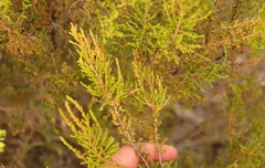 Erica axillaris