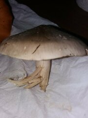 Clitocybe nebularis