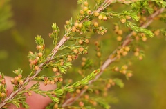 Erica axillaris