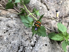 Poecilocoris latus