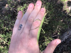 Megaphasma denticrus