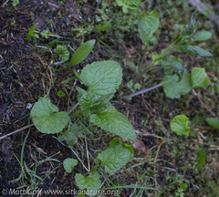 Senecio triangularis