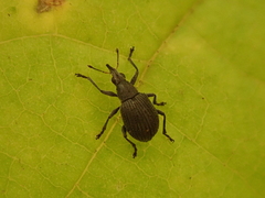 Oxystoma cerdo