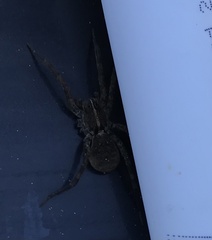 Tigrosa georgicola