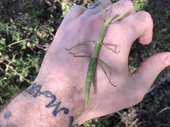 Megaphasma denticrus