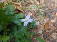 Epilobium collinum
