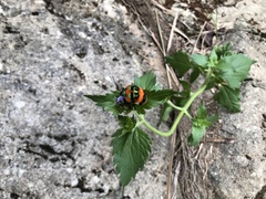 Poecilocoris latus