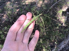 Megaphasma denticrus