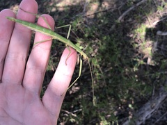 Megaphasma denticrus