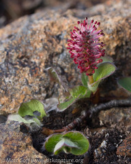 Salix stolonifera