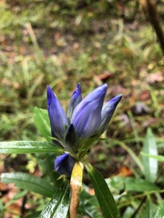 Gentiana saponaria