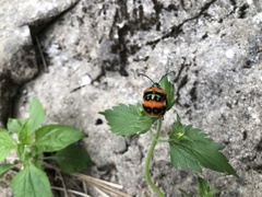 Poecilocoris latus