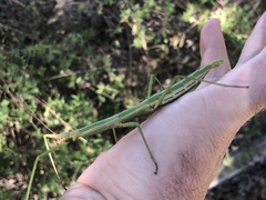 Megaphasma denticrus