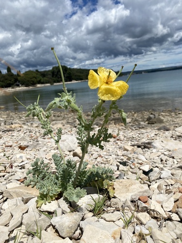 Yellow Horned Poppy