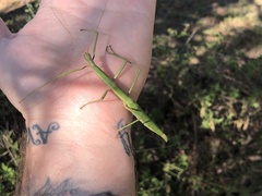 Megaphasma denticrus