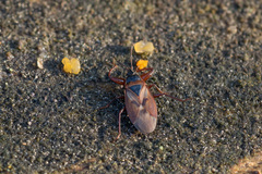 Gastrodes abietum
