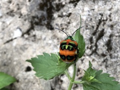 Poecilocoris latus