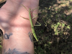 Megaphasma denticrus