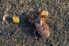 Gastrodes abietum