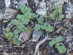 Thalictrum alpinum