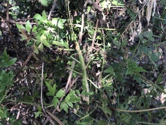 Megaphasma denticrus