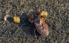 Gastrodes abietum