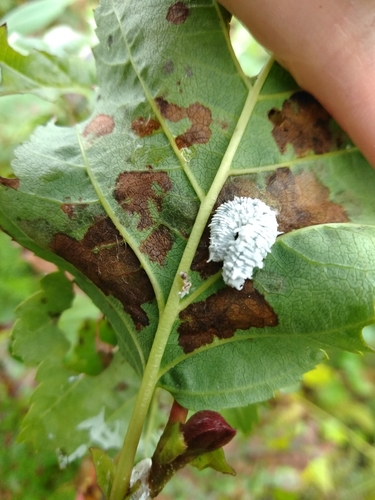 Alder Sawfly photo 4