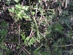 Megaphasma denticrus