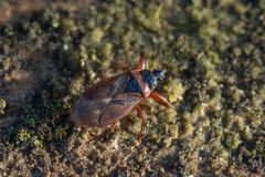 Gastrodes abietum