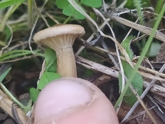 Omphalinaceae