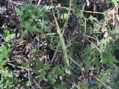 Megaphasma denticrus