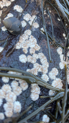 Semibalanus balanoides