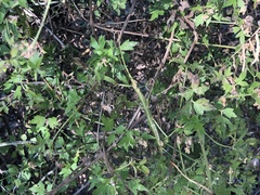 Megaphasma denticrus