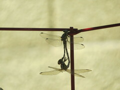 Erpetogomphus