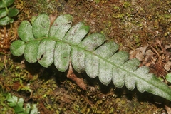 Blechnum appendiculatum