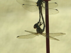 Erpetogomphus