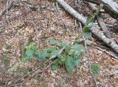 Verbascum thapsus montanum
