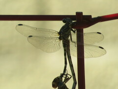Erpetogomphus