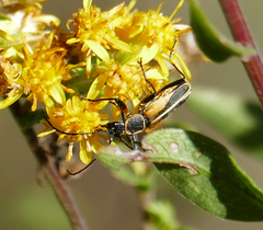 Chauliognathus opacus