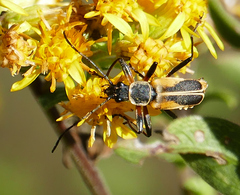 Chauliognathus opacus