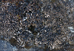 Psora rubiformis