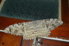 Thysania agrippina
