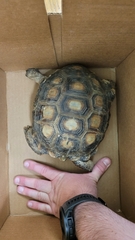 Gopherus berlandieri